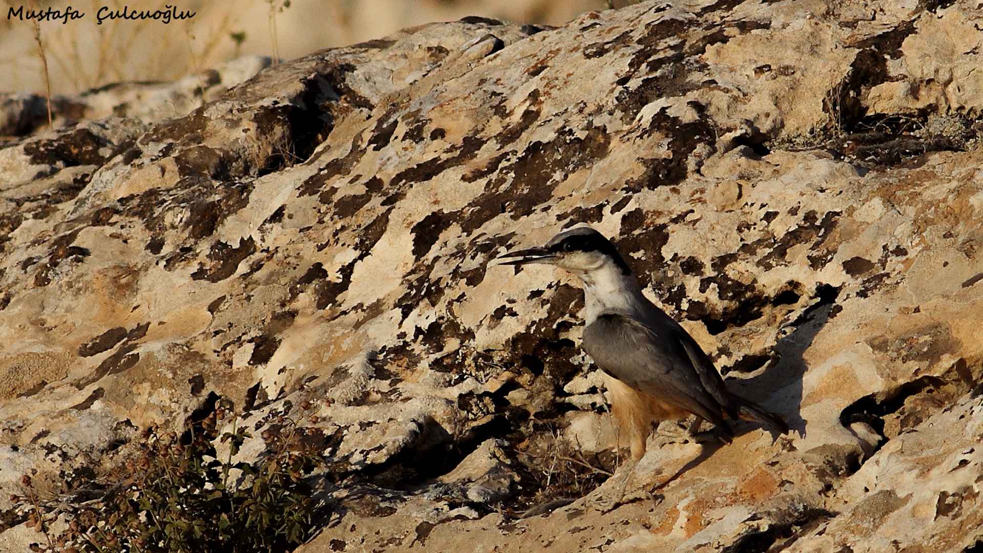 Western Rock Nuthatch